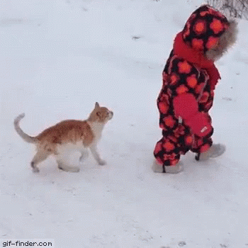 Funny Animals Cat GIF - Funny Animals Cat Baby GIFs