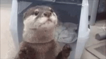 Otter Searching GIF - Otter Searching Looking Around GIFs