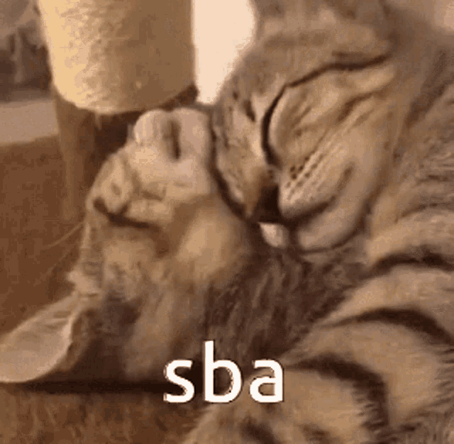 Sba Cat GIF - Sba Cat Sba Cat GIFs