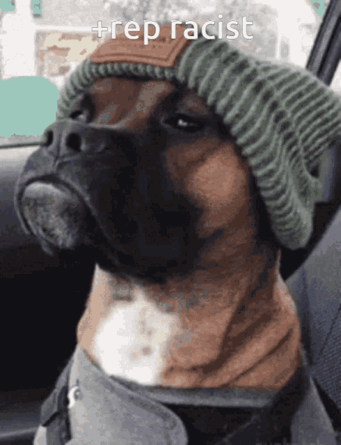 a brown and white dog wearing a green beanie with the word rep racist written on it