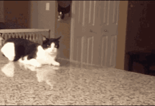 Cat Funny Cat GIF - Cat Funny Cat Walking GIFs