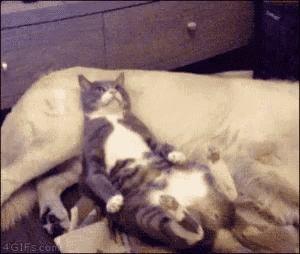 a cat is laying on top of a dog on a couch ..