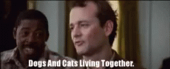 Dogs Cats GIF - Dogs Cats Mass Hysteria GIFs