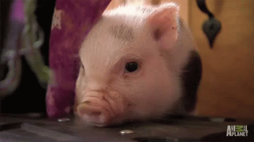 Sniff GIF - Pig Pigs Piggy GIFs