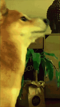 Shiba Shiba Inu GIF - Shiba Shiba Inu Shiba Inu Dance GIFs