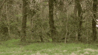 a purple lightning bolt is coming from a tree in a forest