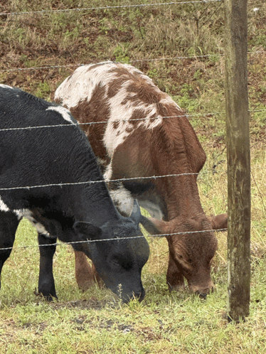 two cows grazing in a field with barbed wire fence