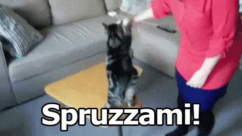 Spruzzo Spruzzino Spruzzare Gatto GIF - Spray Spray Bottle To Spray GIFs