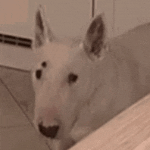 a bull terrier dog is sitting on a tiled floor looking at the camera .