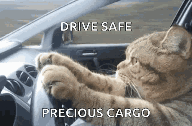 a cat is driving a car with the words drive safe precious cargo