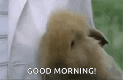 a close up of a rabbit with the words `` good morning '' written on it .