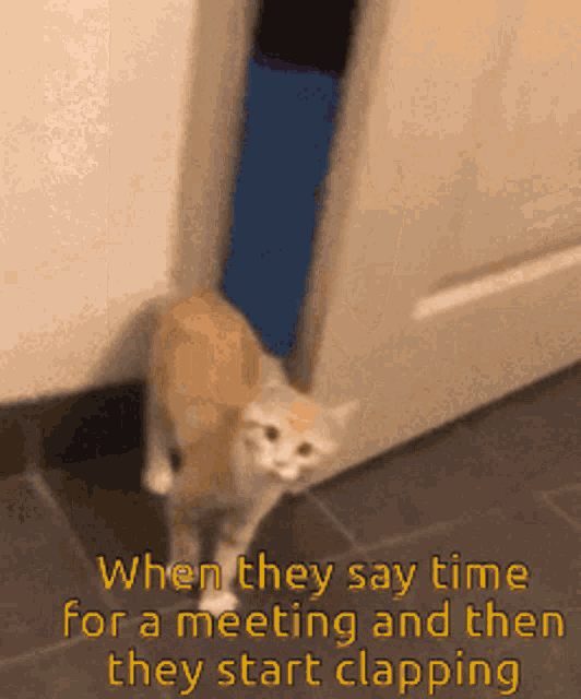 When They Say Time For A Meeting They Start Clapping GIF - When They Say Time For A Meeting They Start Clapping Cat GIFs