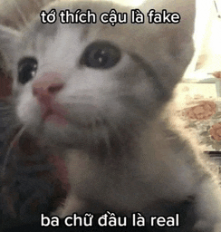 a kitten with a caption that says to thich cau la fake