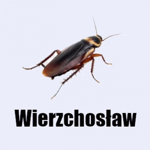 Wierzchosław GIF - Wierzchosław GIFs