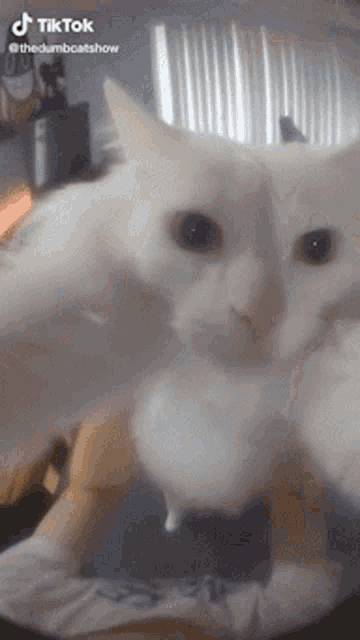 Cat Dance Cat GIF - Cat Dance Cat Silly GIFs
