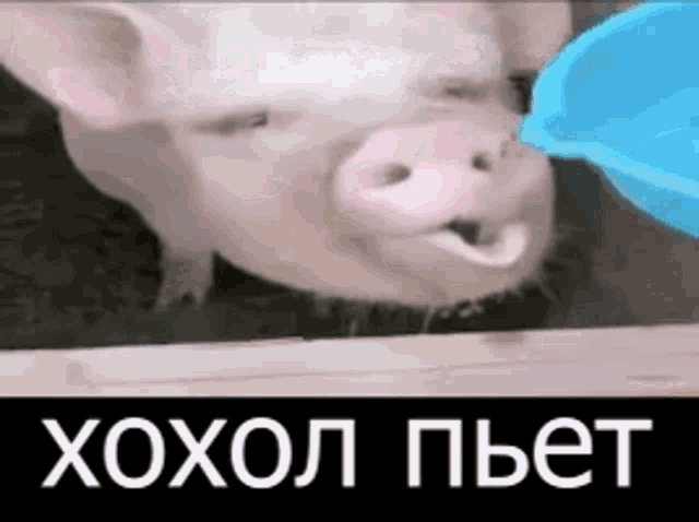 a pig is drinking water from a blue bowl with russian writing on it .