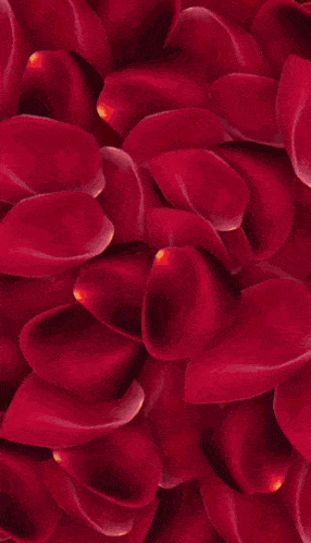 a close up of a red flower with red petals on a black background .