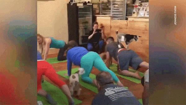 Goat Yoga Classes Exist Absolutely Adorable GIF - Goat Yoga Classes Exist Absolutely Adorable Goat Yoga GIFs
