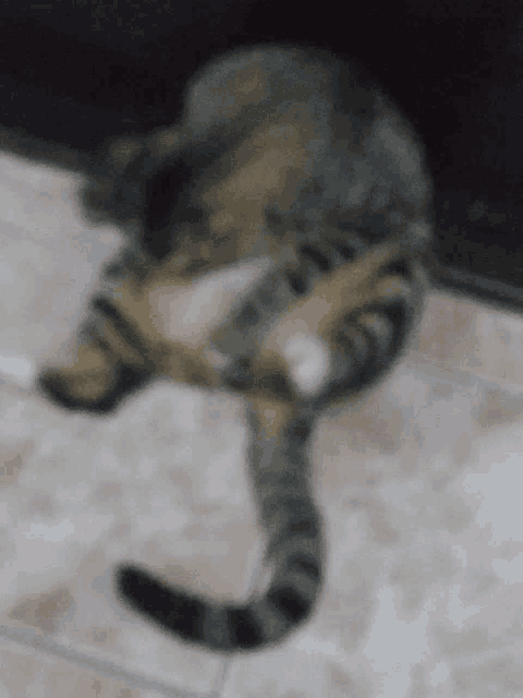 a blurry picture of a cat laying on a tile floor