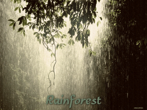 Rainforest Rainy GIF - Rainforest Rainy GIFs