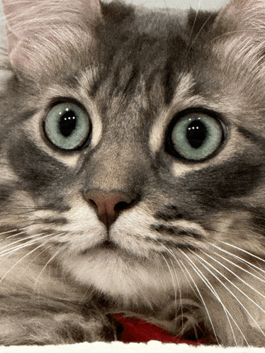 a close up of a cat 's face with big green eyes