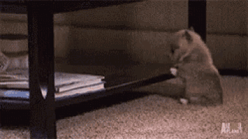a cat is sitting under a coffee table with an ad for animal planet in the corner