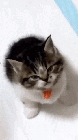 a small kitten with a red tongue sticking out .