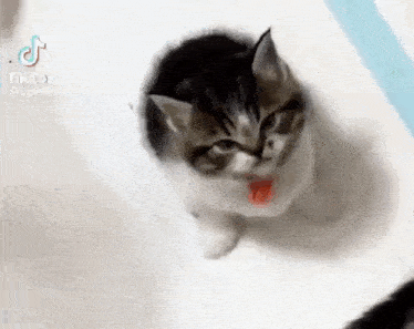 Cat Angry Cat GIF - Cat Angry Cat Angry GIFs
