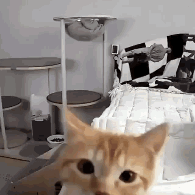 Cat Slap Cat GIF - Cat Slap Cat Slap Camera GIFs