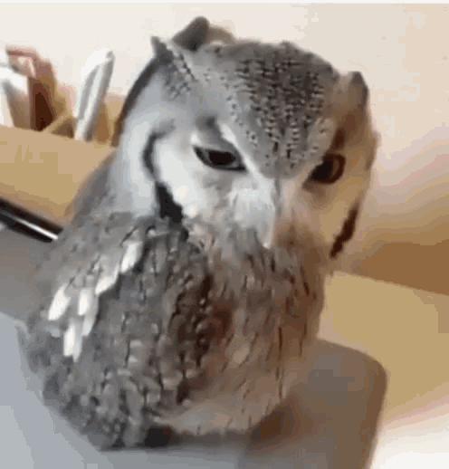 Owl Stare GIF - Owl Stare GIFs