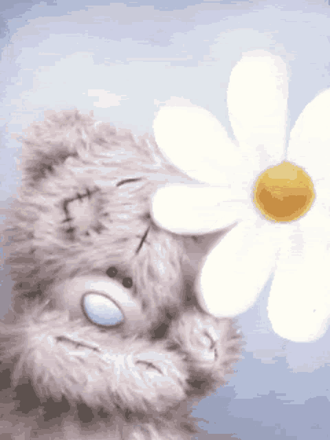 a teddy bear is holding a white daisy in its paws .