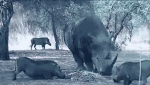 Rhino Angry GIF - Rhino Angry Mad GIFs