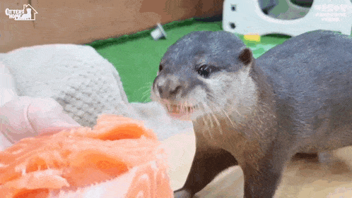 a close up of an otter eating a piece of salmon .