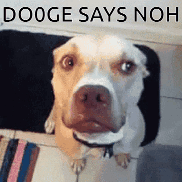 a dog with the words doogee says noh on the bottom