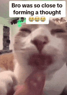 Cat Silly GIF - Cat Silly Dumb GIFs