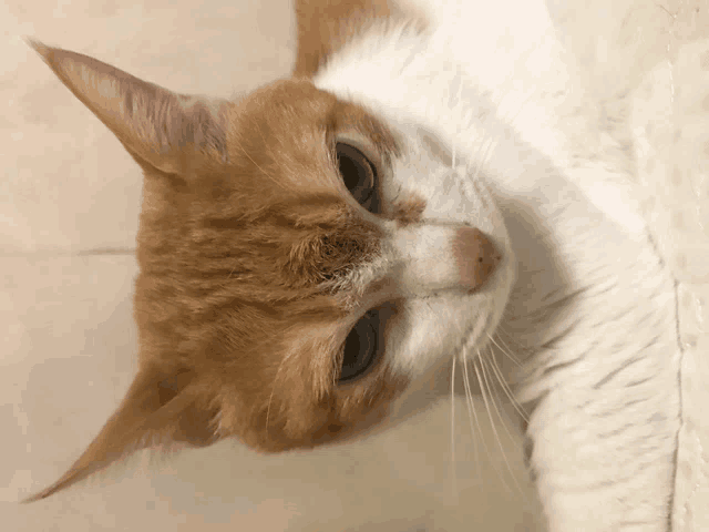 a close up of a cat 's face with a white background