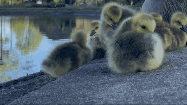 Goose Geese GIF - Goose Geese Gosling GIFs