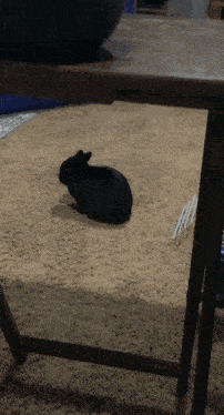 a black rabbit is sitting on the floor next to a table