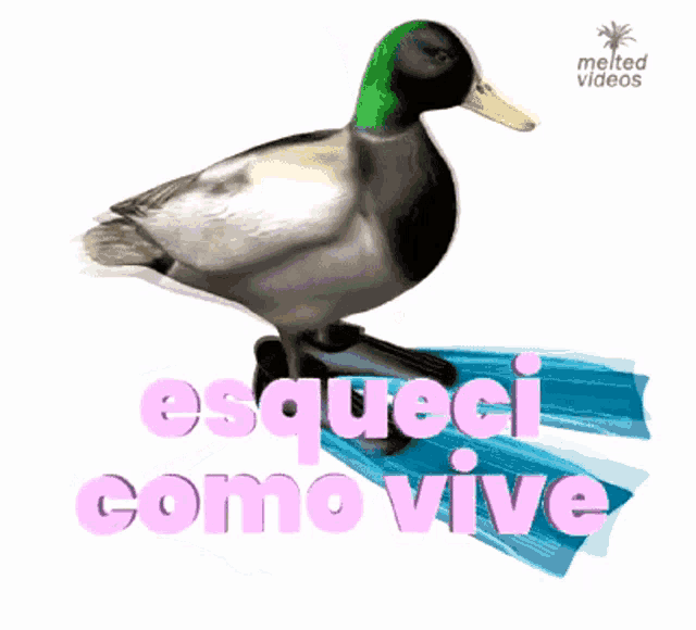 a picture of a duck with the words esqueci como vive behind it