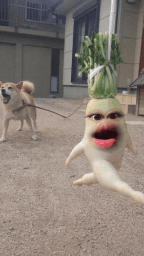 a dog on a leash looks at a radish that has a face on it
