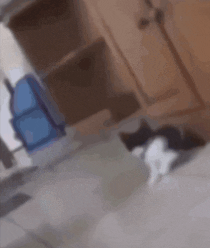 a blurry picture of a black and white cat