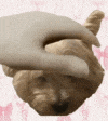 a person is covering a dog 's face with their hand .