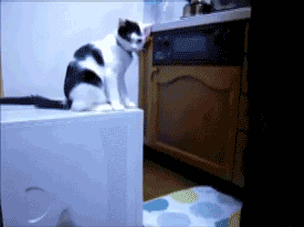 Cat Trolling GIF - Cats Trolls Trolling GIFs