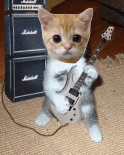 a kitten is playing a guitar in front of a marshall amplifier