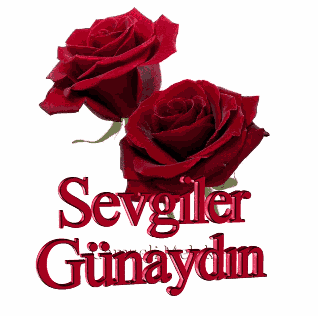 a picture of two red roses and the words " sevgilir gunuydin "