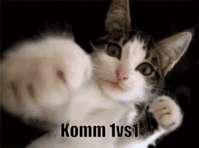 a cat is laying on its back with its paws up and the words komm 1vs1 written on the bottom .