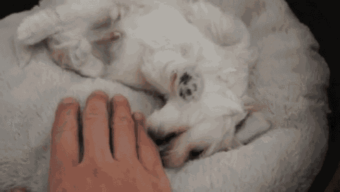 Good Morning, Tummy Rubs! GIF - Dogs Puppies Cute GIFs