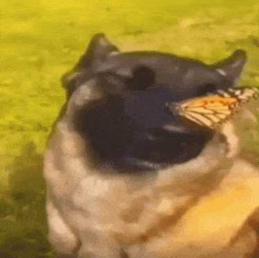 Dog Nose Butterfly GIF - Dog Nose Butterfly Dog GIFs