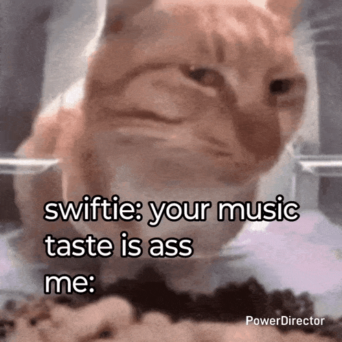 a cat with a caption that says swiftie : your music taste is ass me