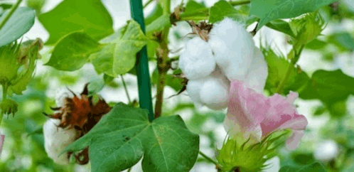 Cotton Biologique GIF - Cotton Biologique GIFs